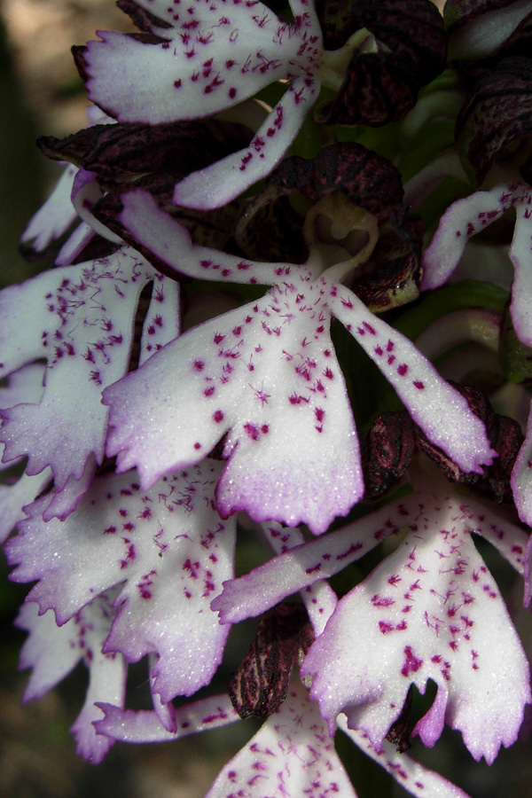 Orchis purpurea